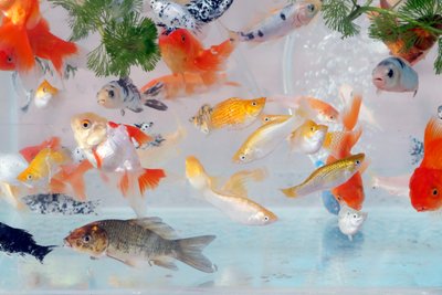 Many goldfish in the aquarium of pet shop for sale, Cai Be, Vietnam by Unbekannt Unbekannt